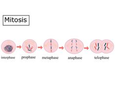 the stages of mitos in an animal's body and how they are different