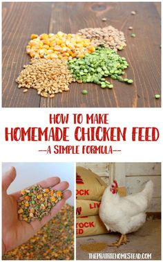 how to make homemade chicken feed with simple formulas for chickens and other small animals