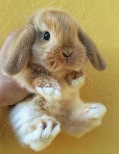 a small rabbit is held up in the air by someone's hand against a yellow wall