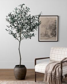 an olive tree in a living room next to a chair with a blanket on it