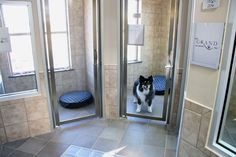 a black and white dog standing in front of a bathroom mirror next to a window