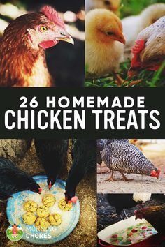 the cover of 26 homemade chicken treats, with pictures of chickens eating out of bowls