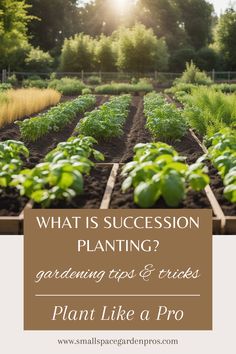 a garden with the words what is succession planting? gardening tips & tricks plant like a pro