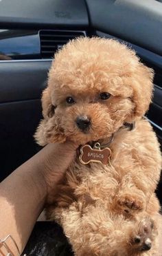 a small brown dog sitting on top of a person's lap in a car