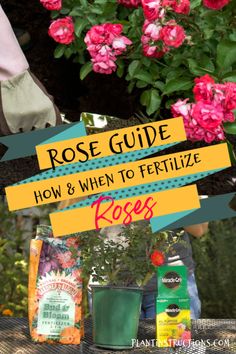 pink flowers with text that reads rose guide how and when to fertilize roses