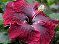 a large red flower with green leaves around it