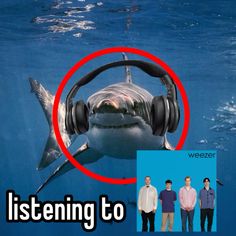 a shark with headphones in its mouth and the words listening to sharks below it