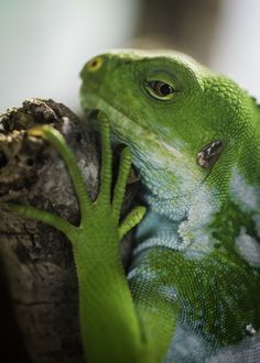 a close up of a lizard on a tree branch