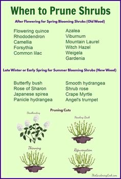 the different types of plants that are used to grow shrubs and flowers in pots with names