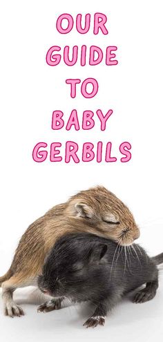 a baby gerbil cuddles up to its mother's head with the caption, our guide to baby gerbils