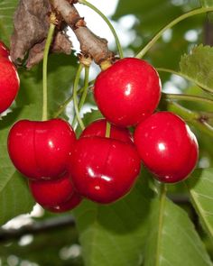 cherries hanging from the branches of a tree