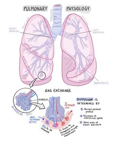 diagram of the human lungs and their functions