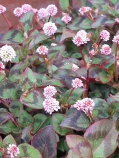 small pink and white flowers in the middle of some green leaves on a planter