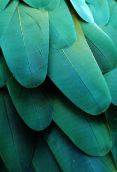 the back side of a green bird's feathers