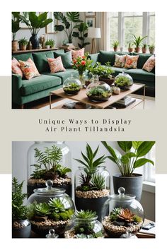 Living room with green sofa, various potted plants, and terrariums featuring air plant Tillandsia. Caring For Air Plants, Tillandsia Air Plant, Air Plant Terrarium