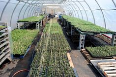 several greenhouses filled with green plants in the middle of it's growing season