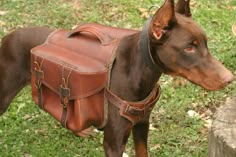 a brown dog with a leather bag on it's back