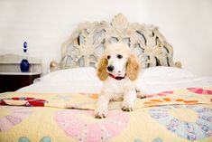 a white and brown dog sitting on top of a bed