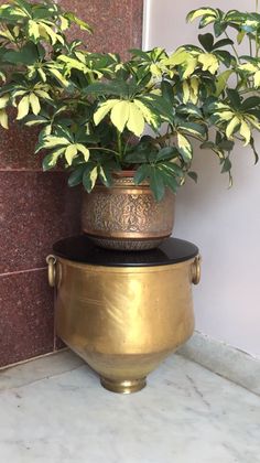 a potted plant sitting on top of a metal container