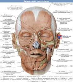 an image of the muscles and their major structures in a human body, with labels