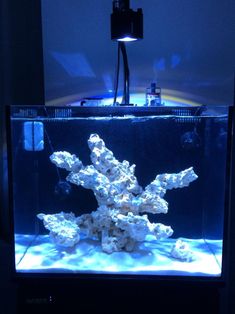 an aquarium filled with white corals and water