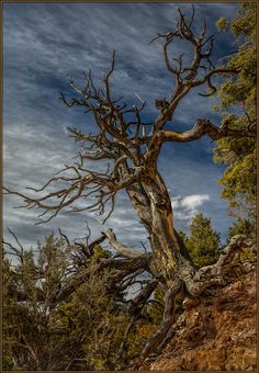 an old dead tree with no leaves on it in the wilderness under a cloudy sky