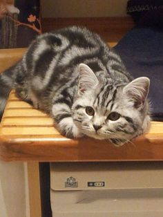 a cat laying on top of a wooden counter next to a dishwasher oven