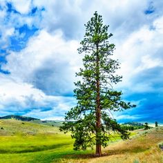 a lone pine tree in the middle of a grassy field