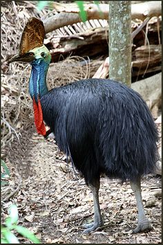 an emu standing in the woods with a bird on its head and tail feathers