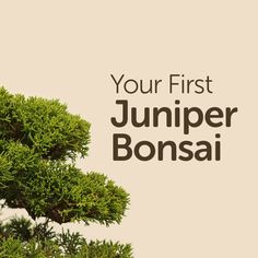 a bonsai tree with the words your first juniper bonsai