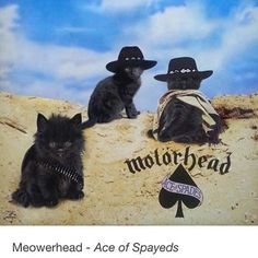 two black kittens sitting on top of a sand covered ground next to each other