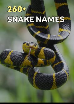 Looking for hilarious, cool, and creative snake name ideas? 🐍 Check out this list of funny and unique names that will make your pet stand out. Perfect for anyone wanting to name their scaly companion with a touch of humor and personality! Snake Names, Funny Snake, Funny Names, Name Ideas, Unique Names, Snakes, Creative Ideas, The Fosters, Humor