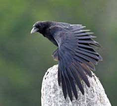 a black bird with its wings spread sitting on top of a rock