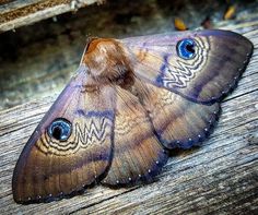 a close up of a butterfly on a wooden surface