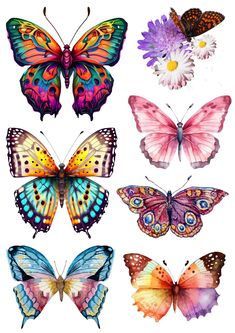 six butterflies with different colors on them