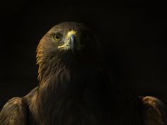 a large bird standing in the dark with its head turned to the side and eyes wide open