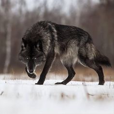 a wolf running through the snow in front of trees