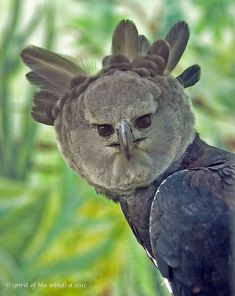 an owl is sitting on top of a branch with its head turned to the side