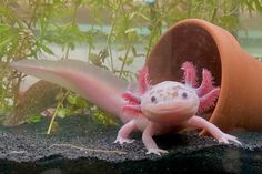 a pink and white gecko sitting on top of a rock next to a plant