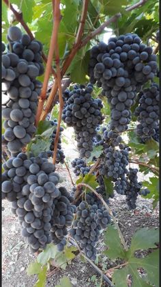 bunches of grapes hanging from a vine in the sun