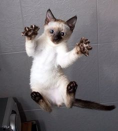 a siamese cat jumping up in the air with its paws stretched out and eyes wide open