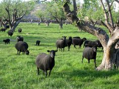 a herd of black sheep standing on top of a lush green field next to a tree