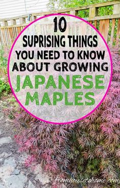 japanese maple trees with the words 10 surprising things you need to know about growing