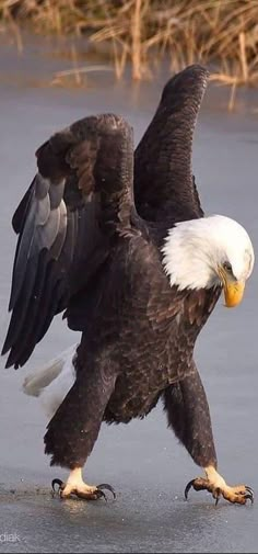 an eagle is landing on the ice with its wings spread out and it's talon extended