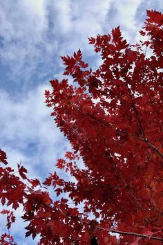 red leaves against the blue sky and clouds