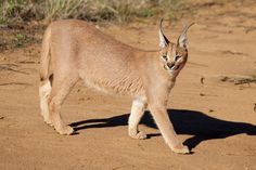 a caramel colored cat walking across a dirt field