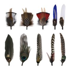 several different types of feathers are shown in this image