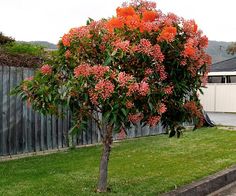 a tree with orange flowers in the middle of a yard