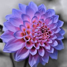 a pink and blue flower in black and white