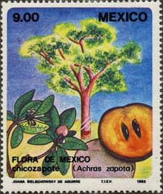 a postage stamp with an image of a tree and oranges on the front, in mexico